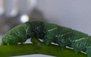 菜青虫有几条腿，没有腿只有呈扁平状的足