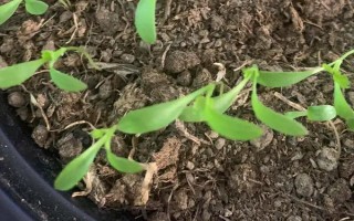 香菜催芽播种的方法，根据当地的气候环境选择合适的品种