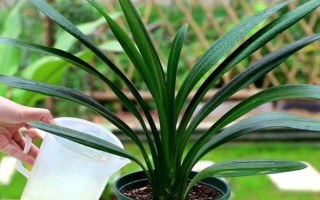 君子兰有几叶能开花，要长出二十片叶子之后才会开