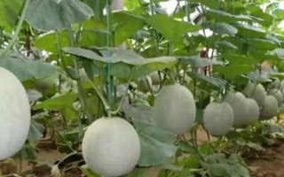 哈密瓜一株留几个瓜，一株只能留一个瓜