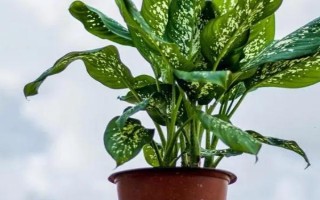 万年青如何养殖，每隔15天施一次腐熟的有机液肥