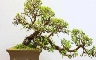 倒卖盆景能挣钱吗,每年的利润是很可观的