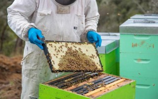 蜂王一天试飞多少次，试飞频率通常为2-3次