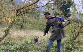 嘉庆子的简介，是指李子具有酸甜的味道