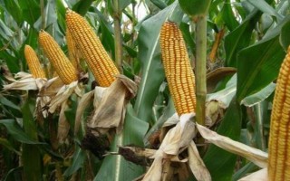 宏硕1799玉米种子介绍，应选择肥力中等以上的地块种植