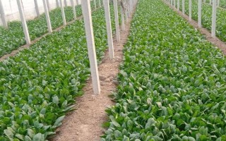 越夏菠菜死棵的原因与防治方法,可能是立枯病或枯萎病等导致的