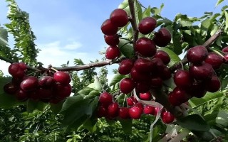 车厘子的种植环境介绍，可以在每年4-5月份进行种植