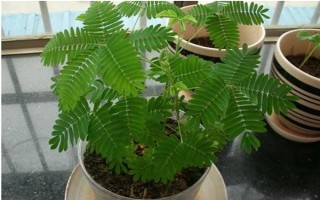 含羞草掉叶的原因，可能是浇水过量或光照不足所致