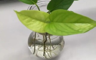 绿萝的水培技巧,水培初期每2-3天换一次水