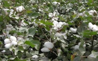赣棉杂GZ8棉花种子特点，转基因品种