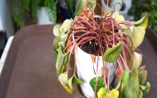 迎客来花蔫了的原因，可能是土壤不适或浇水过多等