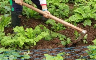 油菜如何顺利过冬，寒流过后要及时查苗