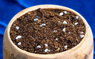 种植多肉植物的方法，种植前要修剪过长过密的根系