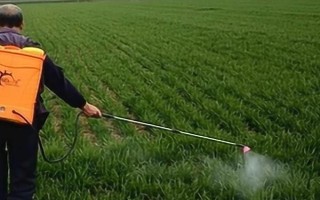 麦田如何科学使用除草剂,掌握好三改、二严、一选择
