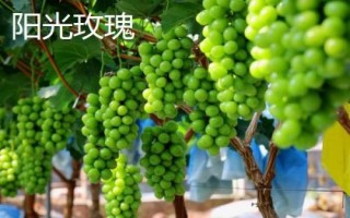 绿色葡萄品种,包括碧香无核、阳光玫瑰、绿玫瑰等类型
