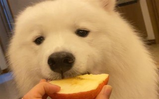 狗狗能吃水果吗，从以下5点出发去饲喂