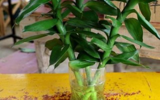 富贵竹的养殖方法，应养在散光或者半阴的环境中