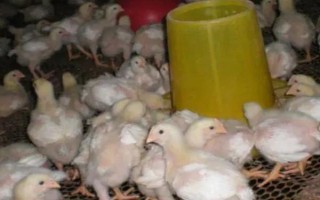 小鸡怎么养成活率高,确保室温在34℃-35℃左右