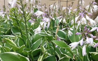 玉簪谢花后的修剪方法，剪除残花与花茎部分