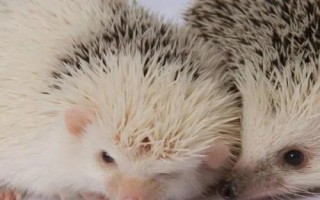 如何人工养殖刺猬，饲养期间可人为制造野生环境