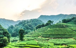 中国有哪十大茶叶品牌，西湖龙井、洞庭碧螺春等品牌榜上有名