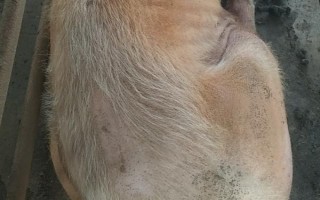 母猪身上掉毛如何处理，先查找原因再对症治疗