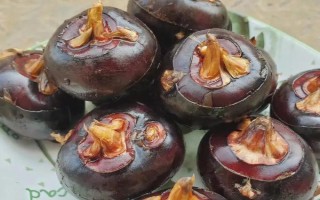 马蹄果的采摘方法，先放水再刨土采收