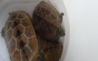 地图龟可以深水养吗，可以但也不能太深