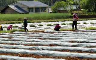 谷雨节气的农事谚语,要想庄稼好、管理要趁早