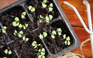 芹菜的种植技术，播种前放入清水中浸泡24小时