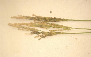 水稻炸壳的原因，可能是发育不良、缺少营养、药物使用不当等因素造成