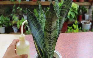 虎皮兰的叶片为何又软又皱，可能是光照过强、水分过多、缺少营养等原因所导致