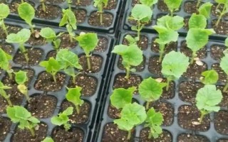 苦瓜的种植技术，控制生长温度在15-28℃之间