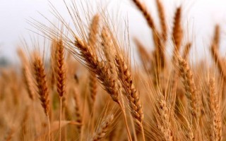 皖科165小麦种子特点,为中筋品种