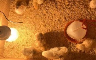 小鸡出壳多长时间可以喂食喂水，必须在24小时之内喂食