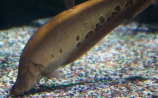 家养七星刀鱼有什么寓意，寓意着脚踏七星