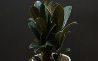 皮树是什么树，又叫橡皮树