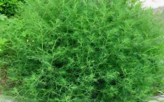 风滚草在中国的叫法，一般被称为猪毛菜