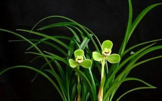 宋梅的病虫害类型与防治方法，包括霉菌病、介壳虫等种类