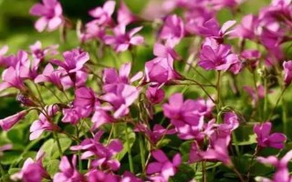 8月份适合种植什么花卉，牡丹、榆叶梅、矮牵牛、金鱼草等品种可以考虑