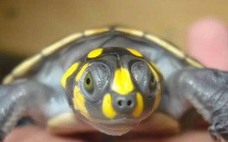 黄头侧颈龟能不能养，野生的不能人工饲养
