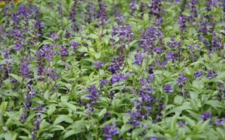 鼠尾草的花语,不同颜色有不同的花语