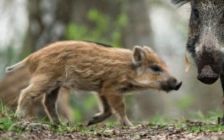 山猪吃什么,一般是吃野草、野菜、野果等