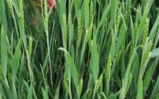 衡麦26小麦种子简介，高抗叶锈病