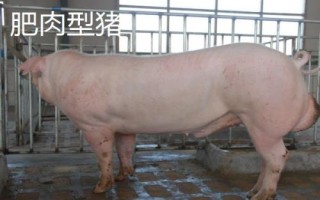 瘦肉型猪和肥肉型猪的区别,瘦肉型猪的身体呈流线型