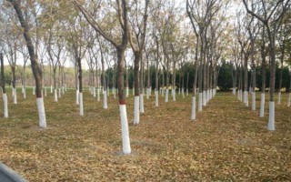 新嫁接果树苗越冬技术，土壤结冻前涂刷或洒在果苗上