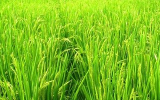 龙粳2211水稻种子特征特性，该品种主茎11片叶