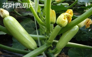 西葫芦的其它名称，具有美洲南瓜、小瓜等叫法