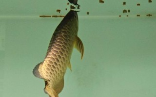 怎么给银龙鱼喂食，建议每天投喂三至四次