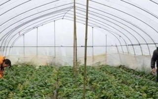 蔬菜受冻如何追施肥,要及时追施氮肥及磷钾肥